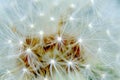 Selective focus shot of the petals of a dandelion