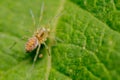 Selective focus shot of a Philodromidae spider Royalty Free Stock Photo