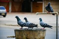 Selective focus shot of pigeons perched on a rural wooden sink and its spigot Royalty Free Stock Photo