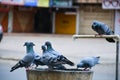 Selective focus shot of pigeons perched on a rural wooden sink and its spigot Royalty Free Stock Photo