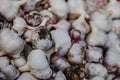 Selective focus shot of a pile of garlic stacked on top of each other Royalty Free Stock Photo