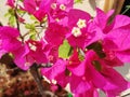 Selective focus shot of pink Bougainvillea blossoms Royalty Free Stock Photo