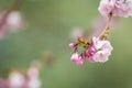 Selective focus shot of pink cherry blossom flowers on the branch with a blurred background Royalty Free Stock Photo