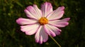 Selective focus shot of pink cosmeya flower grown in a botanical garden Royalty Free Stock Photo