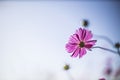 Selective focus shot of a pink cosmeya Royalty Free Stock Photo