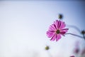 Selective focus shot of a pink cosmeya