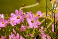 Selective focus shot of pink garden cosmos flowers Royalty Free Stock Photo