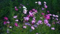 Selective focus shot of pink Garden Cosmos flowers Royalty Free Stock Photo