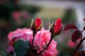 Selective focus shot of pink garden rose buds in the garden in the daylight Royalty Free Stock Photo