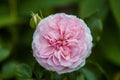 Selective focus shot of a pink garden rose in the garden in the daylight Royalty Free Stock Photo