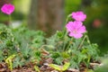 Selective focus shot of pink geranium flowers in Halifax public garden on a sunny summer day Royalty Free Stock Photo