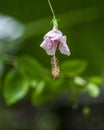 Selective focus shot of pink gumamela flower