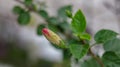 Selective focus shot of a pink hibiscus bud Royalty Free Stock Photo