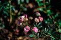 Selective focus shot of pink Multiflora roses in a park Royalty Free Stock Photo