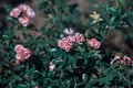 Selective focus shot of pink Multiflora roses in a park Royalty Free Stock Photo