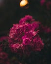 Selective focus shot of pink peony flowers blooming in the garden with blurred dark background Royalty Free Stock Photo