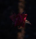 Selective focus shot of a pink rose on dark background Royalty Free Stock Photo