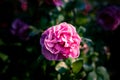 Selective focus shot of a pink rose on a dark blurry background Royalty Free Stock Photo