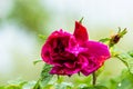 Selective focus shot of a pink rose flower outdoors during daylight Royalty Free Stock Photo