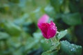 Selective focus shot of pink tea velvet rose bud in dew