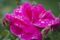 Selective focus shot of pink tea velvet rose in dew