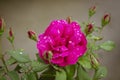 Selective focus shot of pink tea velvet rose in dew