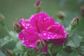 Selective focus shot of pink tea velvet rose in dew