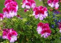 Selective focus shot of the pink and white Geranium flowers with water drops Royalty Free Stock Photo