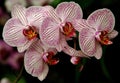 Selective focus shot of pink and white Moth Orchid flowers blooming on Mainau island in Germany Royalty Free Stock Photo