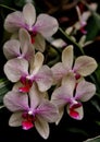 Selective focus shot of pink and white Moth Orchid flowers blooming on Mainau island in Germany Royalty Free Stock Photo