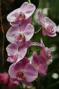 Selective focus shot of pink and white Moth Orchid flowers blooming on Mainau island in Germany Royalty Free Stock Photo