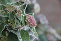 Selective focus shot of a plant with frozen morning dew Royalty Free Stock Photo