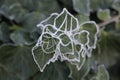 Selective focus shot of a plant with frozen morning dew Royalty Free Stock Photo