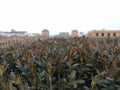 Selective focus shot of the plants and the city in the background captured in Cascade, Yerevan Royalty Free Stock Photo