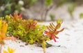 Selective focus shot of plants grown on a sandy beach on a blurry background