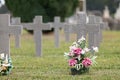 Selective focus shot of potted fresh flowers in the cemetery Royalty Free Stock Photo