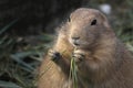 Selective focus shot of a prairie dog eating grass Royalty Free Stock Photo
