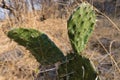 Selective focus shot of a prickly pear cactus in Mixteca Poblana, Puebla, Mexico