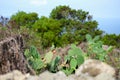 Selective focus shot of prickly pear cactus plants and fruits surrounded by green pine woods Royalty Free Stock Photo