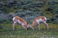 Selective focus shot of pronghorn antelopes in a field Royalty Free Stock Photo
