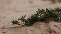 Selective focus shot of prostrate knotweed ( Polygonum aviculare) growing on sand