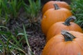 Selective focus shot of pumpkins in a field Royalty Free Stock Photo
