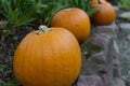 Selective focus shot of pumpkins in a field Royalty Free Stock Photo