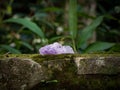 Selective focus shot of a purple amethyst crystal mineral on a mossy rock surface Royalty Free Stock Photo