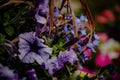 Selective focus shot purple Cape primrose