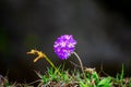 Selective focus shot of purple drumstick primrose flower with green leaves on dark background