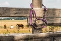 Selective focus shot of purple horse halter hanging on farmland wooden fence Royalty Free Stock Photo