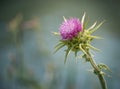 Selective focus shot of a purple Milk Thistle plant Royalty Free Stock Photo