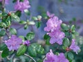 Selective focus shot of purple rhododendron flowers Royalty Free Stock Photo