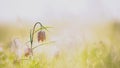 Selective focus shot of a purple Snake`s head fritillary flower on a blurred background